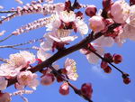 Prunus Armeniaca